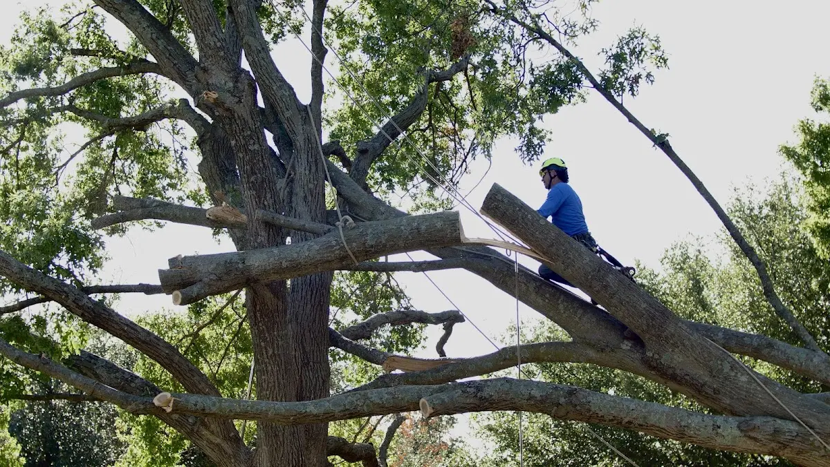 Professional Crown Thinning performed by certified arborists in Crosby